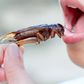 People eat cockroaches in many parts of the world [iStock]