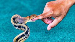 What to do if you get bitten by a snake [iStock]