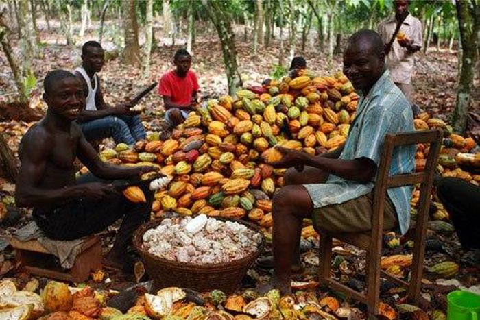 ___7493360___2017___10___22___10___Cocoa-farmers