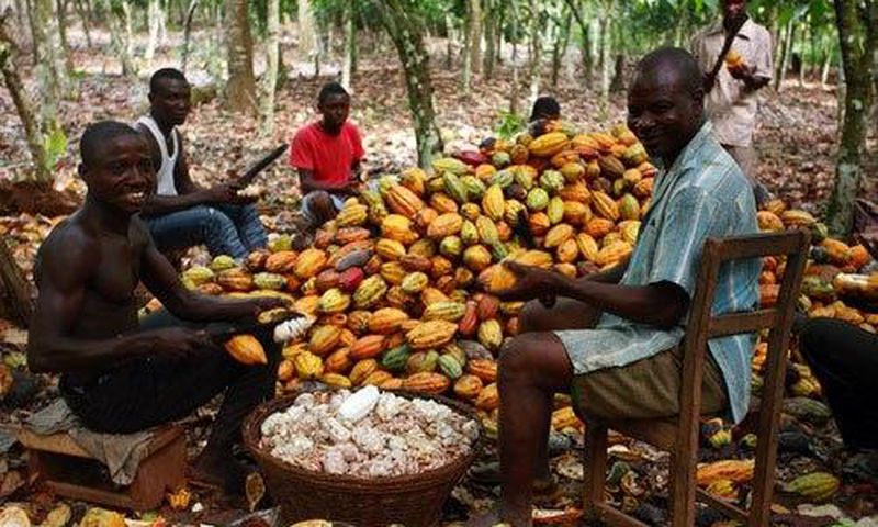 ___7493360___2017___10___22___10___Cocoa-farmers