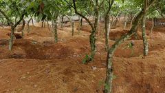 Cocoa farm galamsey