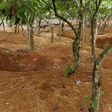 Cocoa farm galamsey