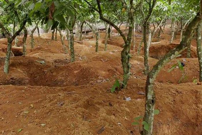 Cocoa farm galamsey