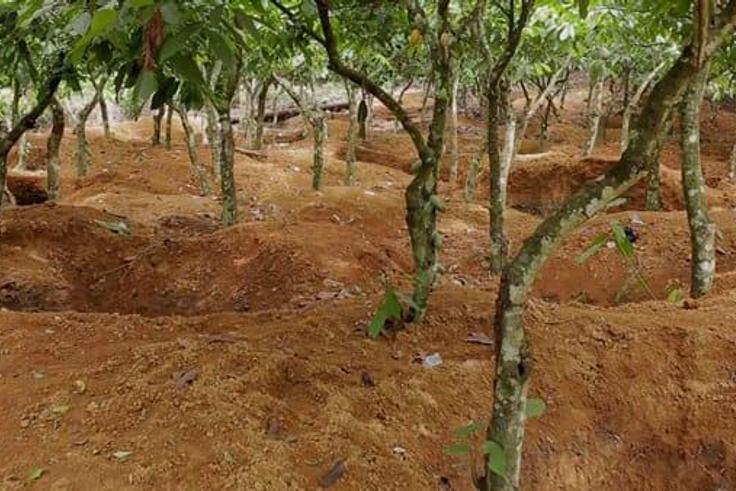 Cocoa farm galamsey