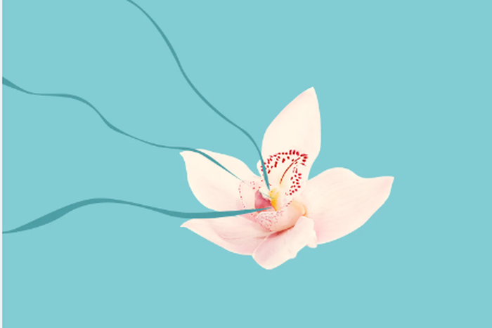 Learn everything there is to know about your clitoris [SheKnows]