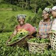 Female farmers in Africa