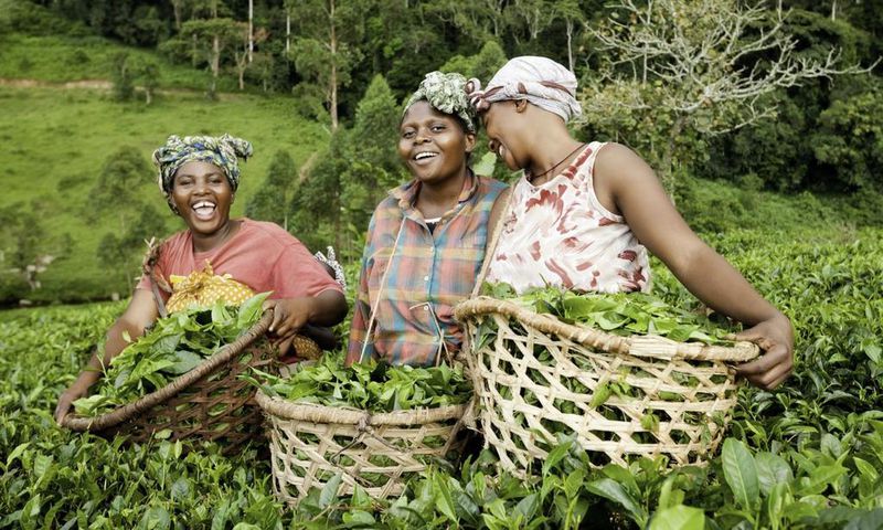 Female farmers in Africa