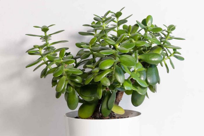 Lucky tree [Nature & Garden]