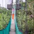 Legon Botanical Gardens canopy walkway