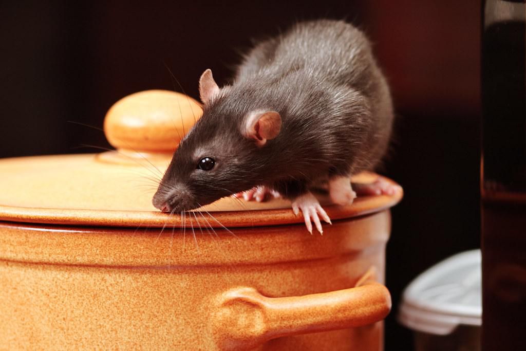 An image of a rat in kitchen ( source:  Igor Norman - Fortolia)