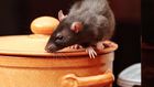 An image of a rat in kitchen ( source:  Igor Norman - Fortolia)