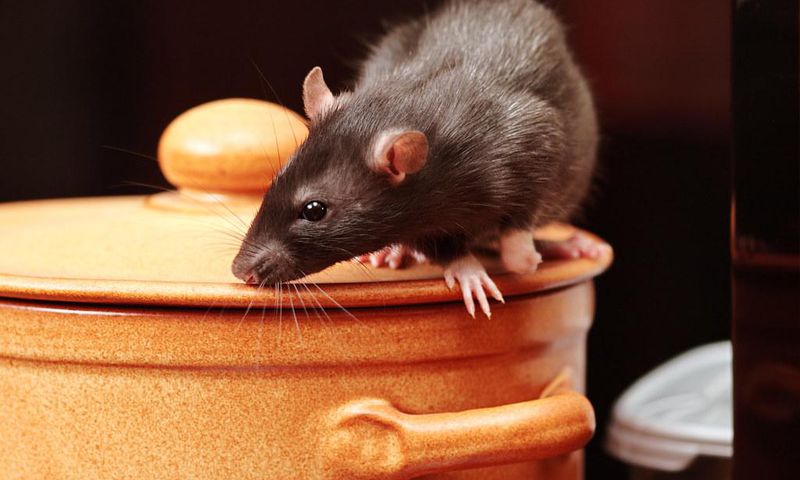 An image of a rat in kitchen ( source:  Igor Norman - Fortolia)