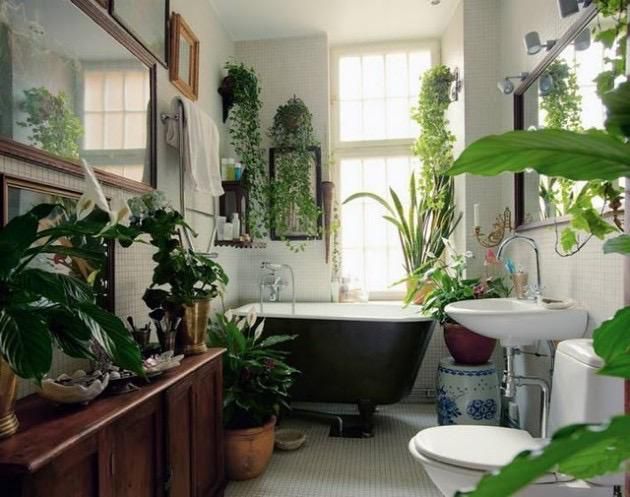Purifying plants remove toxins and odours from air [Nurserylife]
