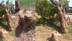 Police, Kumasi chiefs search for person who felled '300-year-old' tree Komfo Anokye planted