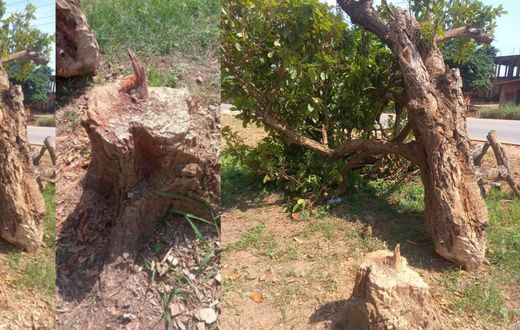 Police, Kumasi chiefs search for person who felled '300-year-old' tree Komfo Anokye planted
