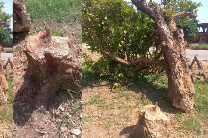 Police, Kumasi chiefs search for person who felled '300-year-old' tree Komfo Anokye planted