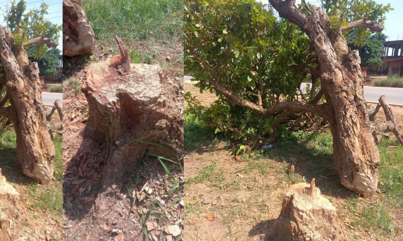 Police, Kumasi chiefs search for person who felled '300-year-old' tree Komfo Anokye planted