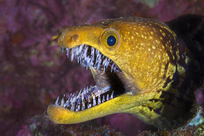 Some of the most dangerous fish in the ocean [bioGraphic]