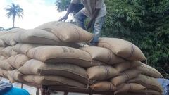 Cocoa Beans