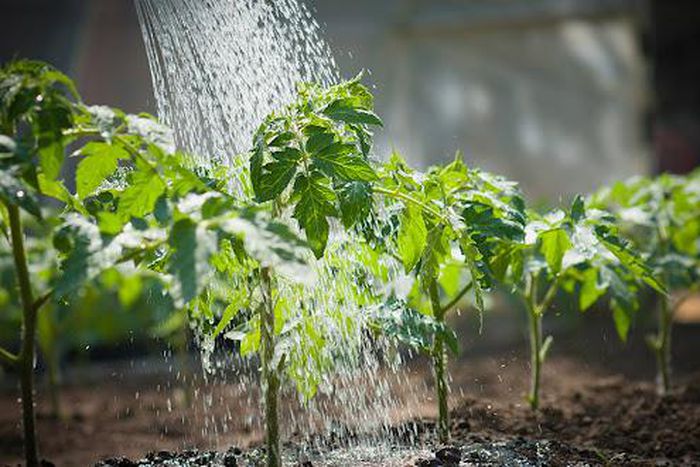 How to water plants properly [Swan Hose]