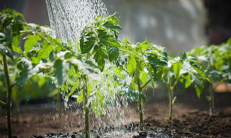 How to water plants properly [Swan Hose]