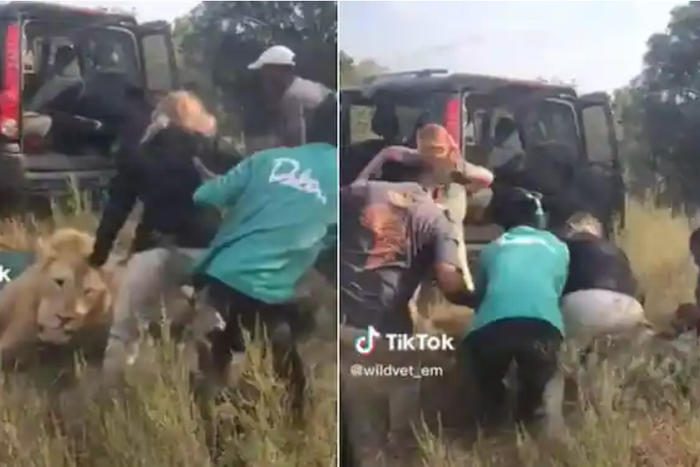 Sedated lion suddenly wakes up