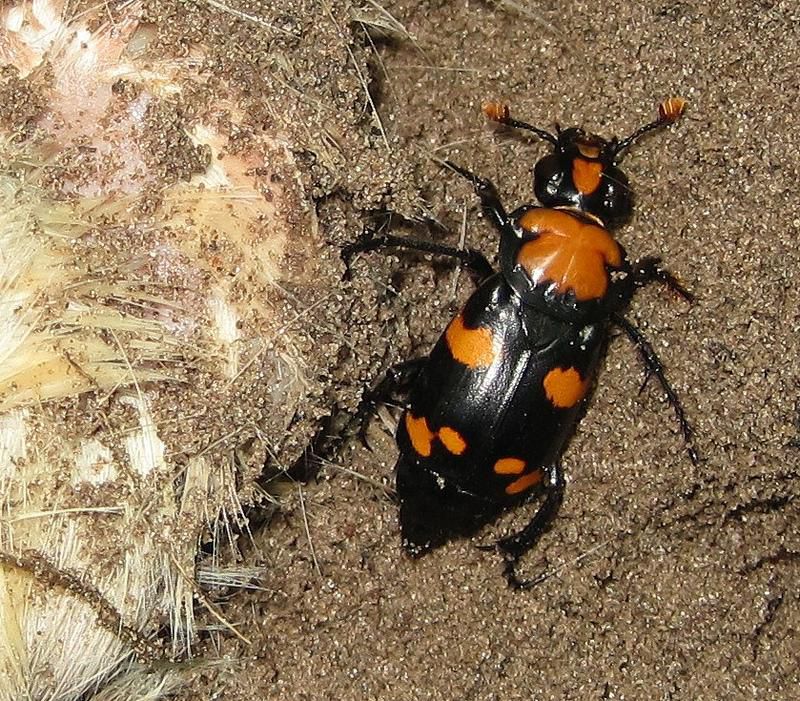 An American Burrying beetle ( Source - Flickr)