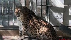 Chinese Zoo Gives Up on Helping Obese Leopard Lose Weight