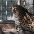 Chinese Zoo Gives Up on Helping Obese Leopard Lose Weight