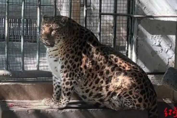 Chinese Zoo Gives Up on Helping Obese Leopard Lose Weight