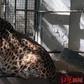 Chinese Zoo Gives Up on Helping Obese Leopard Lose Weight