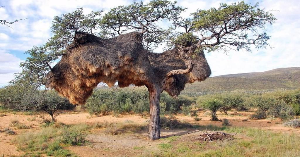 Amazing nest built by birds [TheDodo]