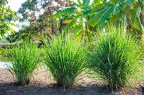 Citronella plant [iStock]