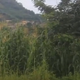 Abandoned Nkawkaw Sports Stadium being used for maize farming