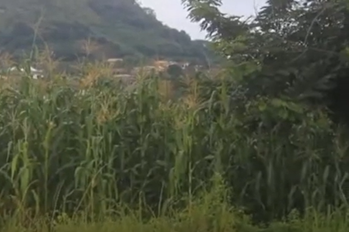 Abandoned Nkawkaw Sports Stadium being used for maize farming