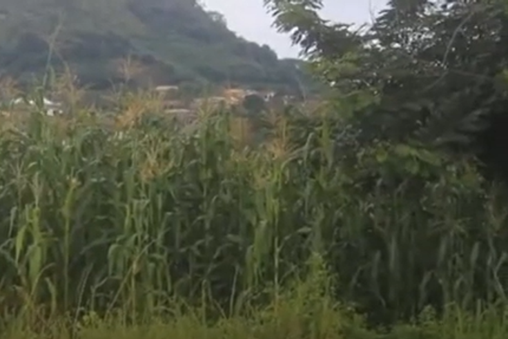 Abandoned Nkawkaw Sports Stadium being used for maize farming