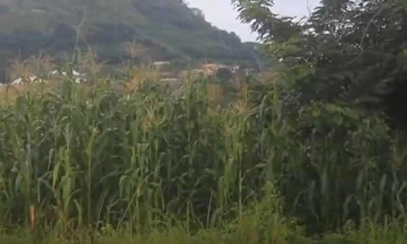 Abandoned Nkawkaw Sports Stadium being used for maize farming