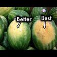 How to pick a ripe watermelon [YouTube]