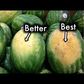 How to pick a ripe watermelon [YouTube]