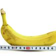 ___7821136___2018___1___9___12___penis-size-banana-picture