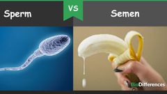 The difference between sperm and semen [BioDifferences]