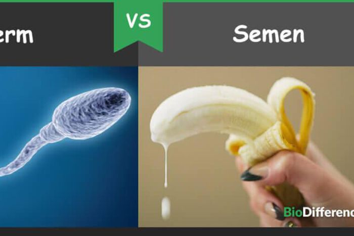 The difference between sperm and semen [BioDifferences]