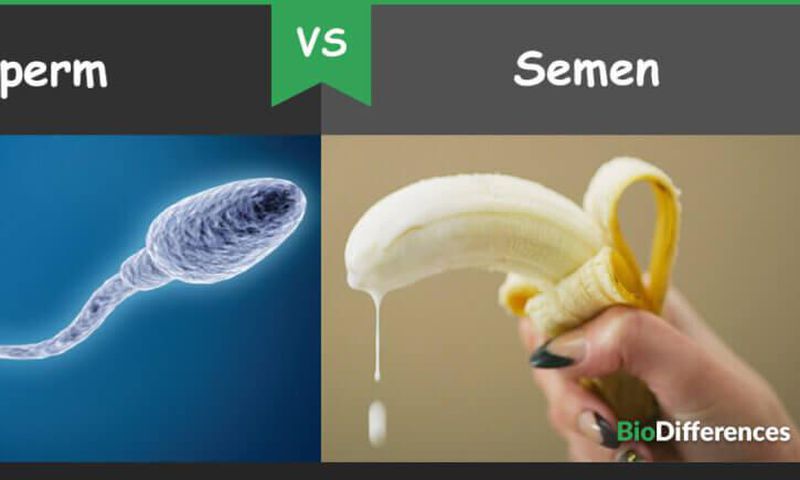 The difference between sperm and semen [BioDifferences]