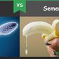 The difference between sperm and semen [BioDifferences]