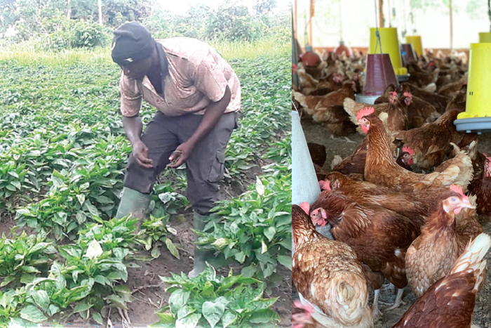 Crop and poultry farming
