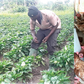 Crop and poultry farming