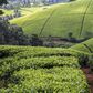 A tea farm in Kenya