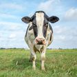 An angry cow [iStock]