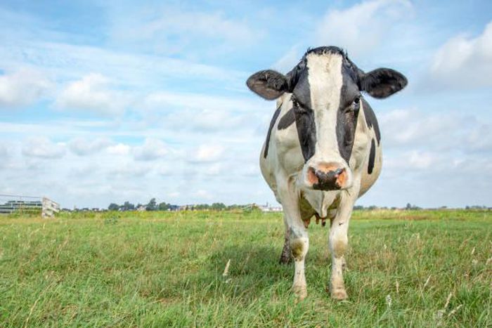 An angry cow [iStock]