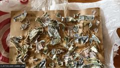 Money-hungry dog eats $4,000 its owners kept in envelope to pay contractor